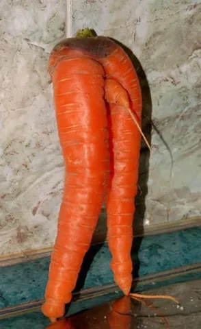 Carrots