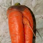 carrots