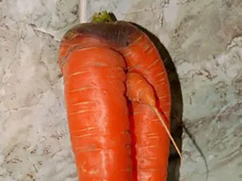 carrots